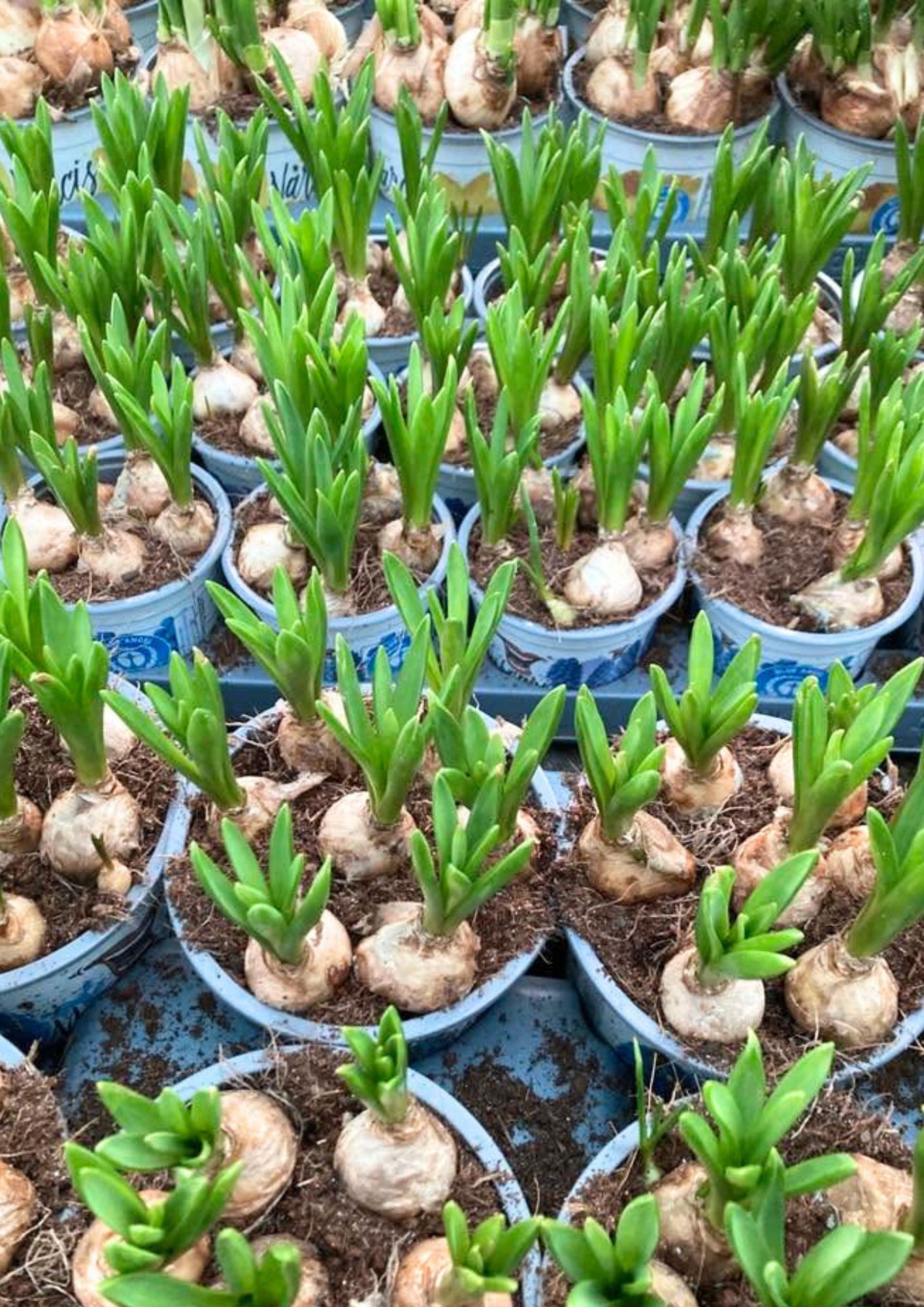 Paardekooper_liggen_19 Tuinonderhoud | Paardekooper Kloetinge