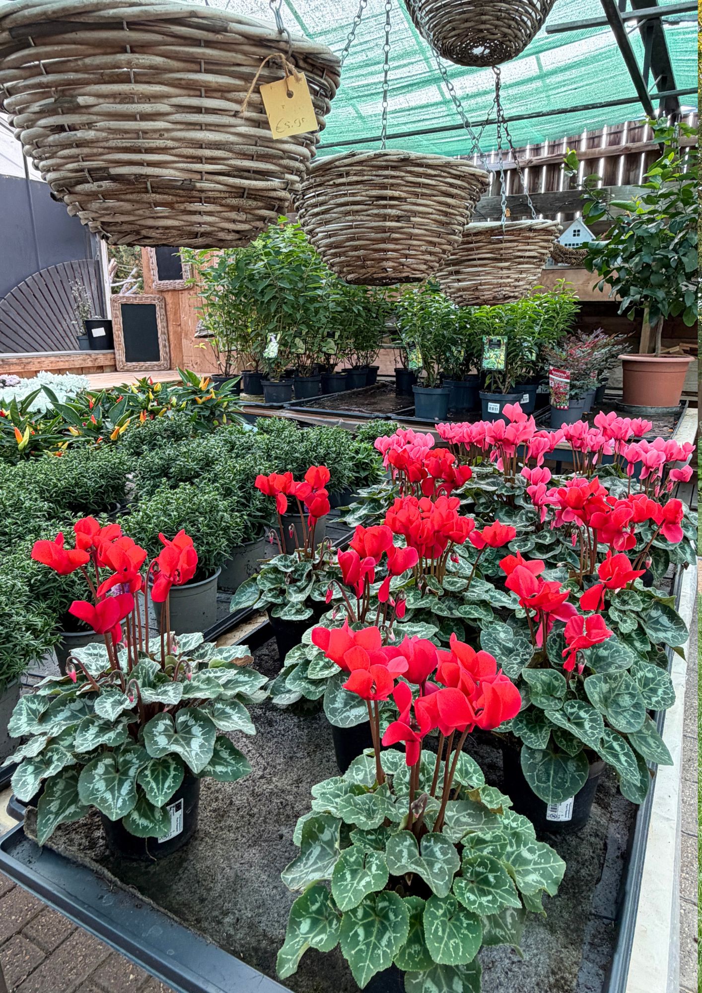 Paardekooper_staand_3 Planten en bloemen bij Tuincentrum Paardekooper